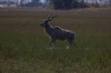 Seba - Kudu Male